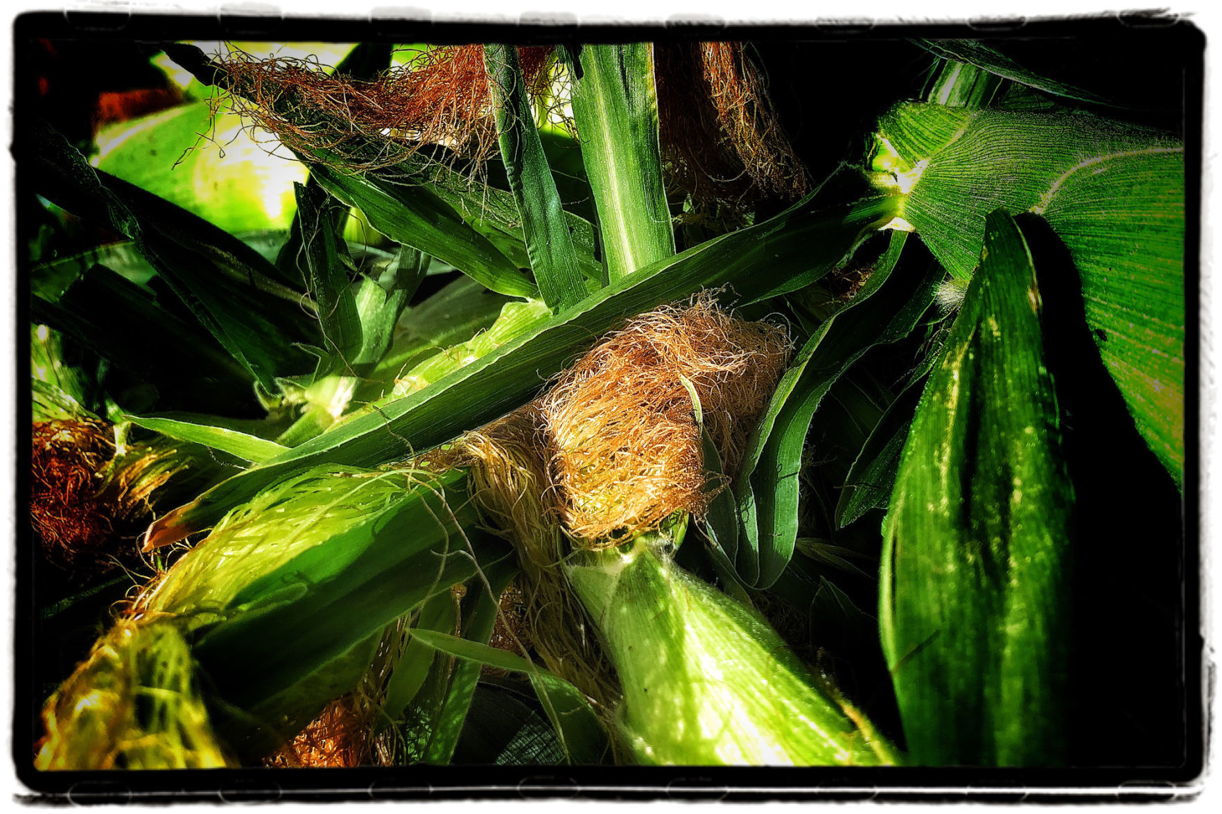 Farmers Market Produce